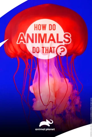 How Do Animals Do That?