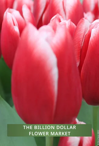 The Billion Dollar Flower Market