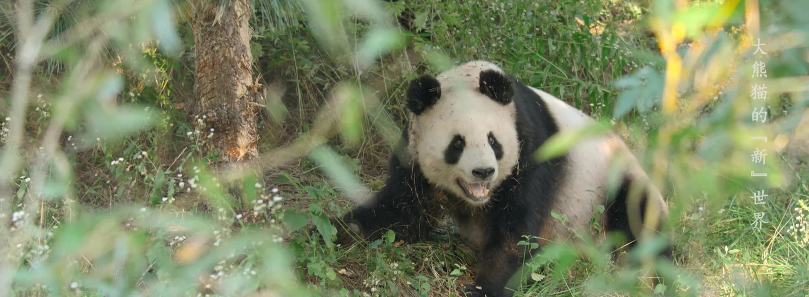 Panda Call of the Wild
