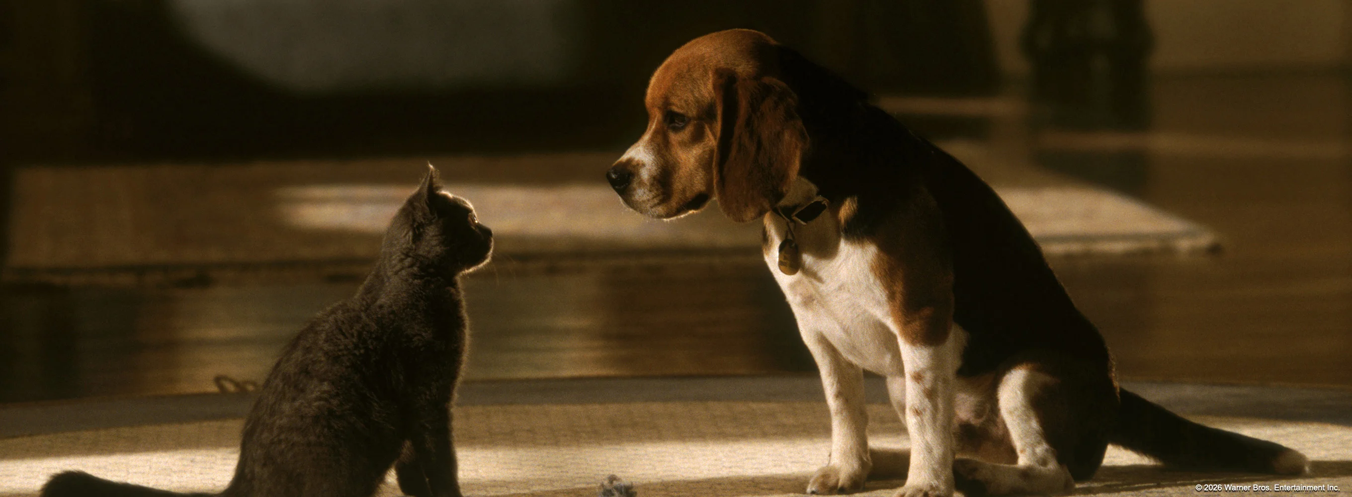 Cats & Dogs