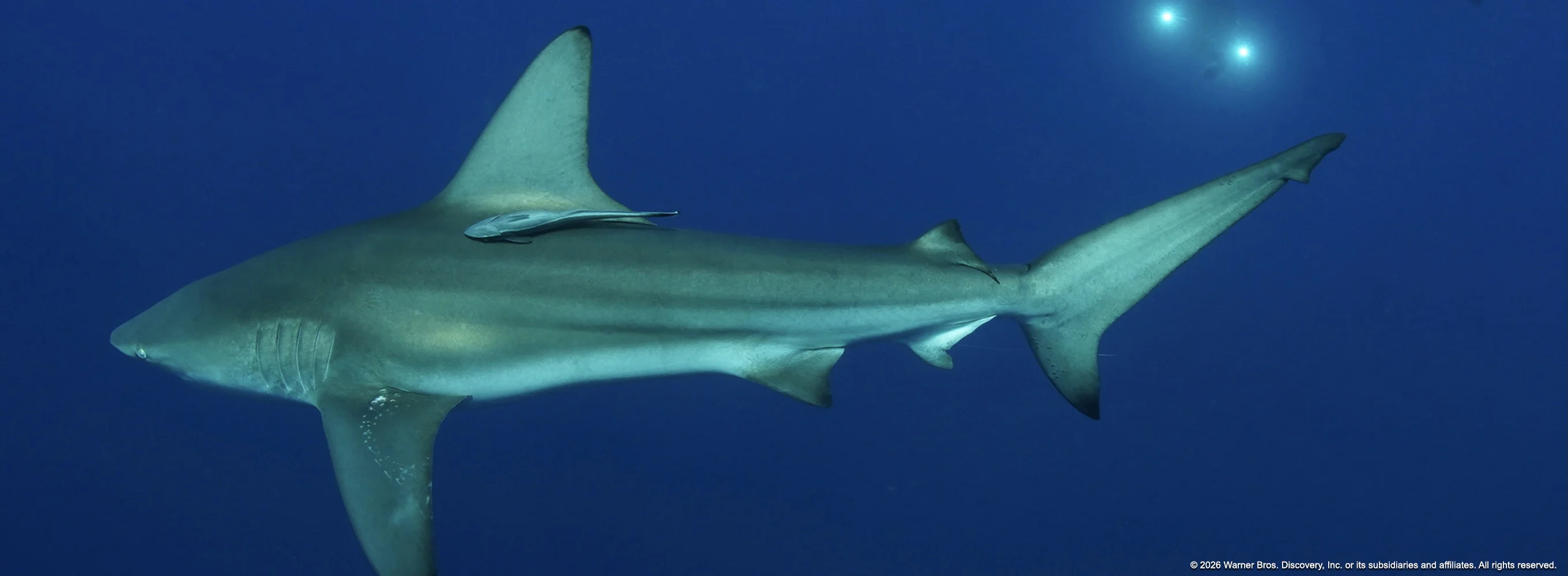 Battle for Shark Mountain