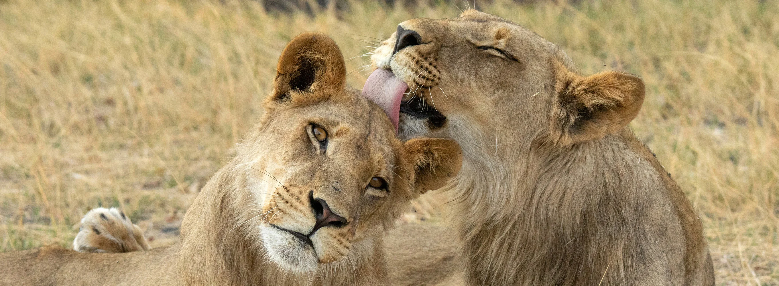Big Cats 24/7