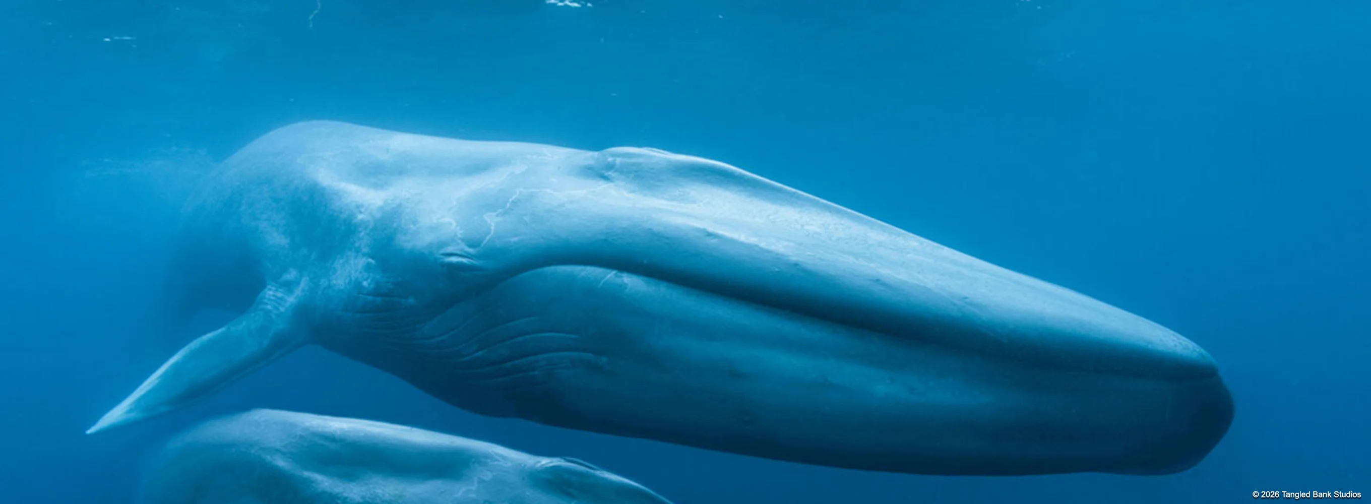 Blue Whales: Return Of The Giants